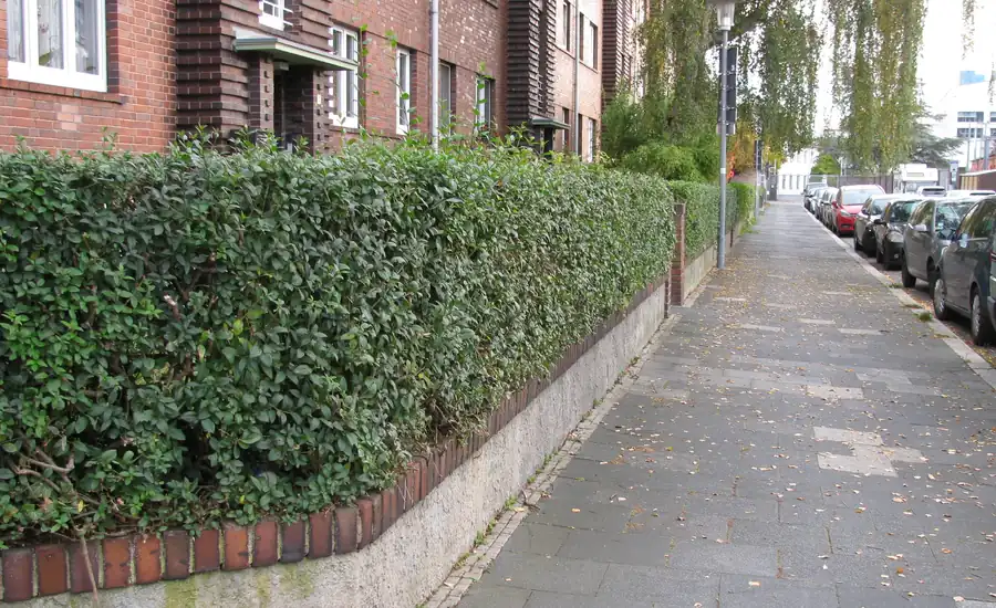 Geschnittene Hecke auf einer niedrigen Mauer entlang einer Grundstücksgrenze am Gehweg