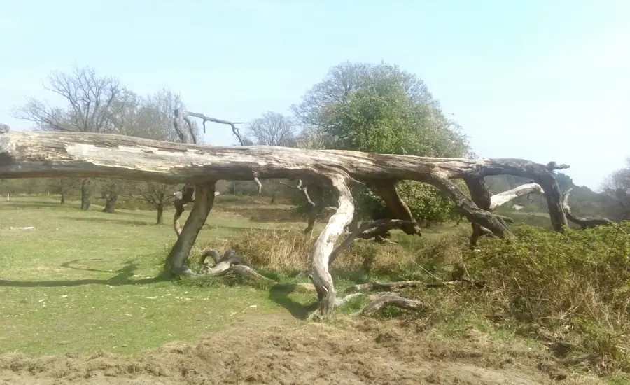 Abgestorbener Baum mit kahlen Ästen auf einer Wiese