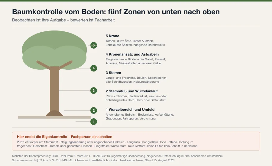 Schema eines Baums mit fünf nummerierten Kontrollzonen von Wurzelanlauf über Stammfuß, Stamm und Kronenansatz bis Krone, daneben die Abbruchkriterien für die Eigenkontrolle