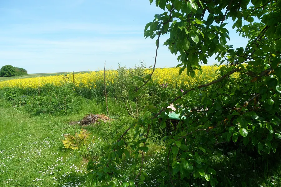 Blühendes Rapsfeld unter blauem Himmel hinter einer Gartenwiese