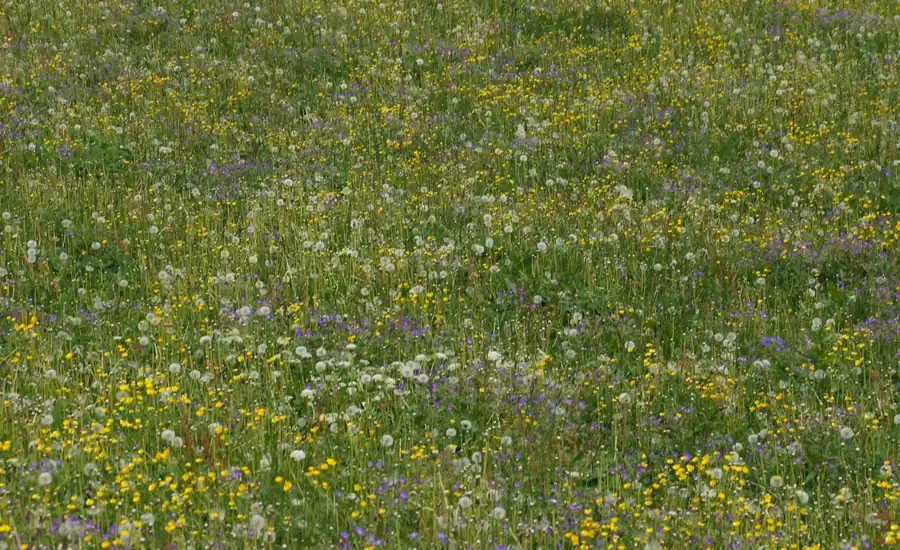 Blühende Wiese mit weißen und gelben Wildblumen