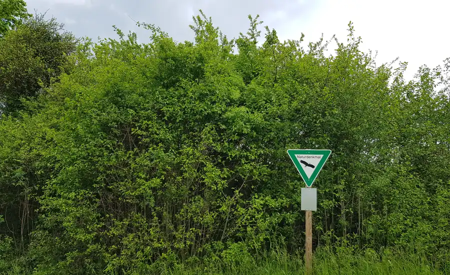 Dichte grüne Feldhecke aus verschiedenen heimischen Sträuchern an einem Wegrand