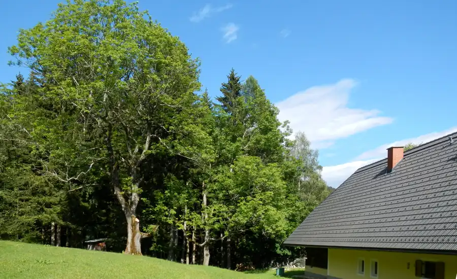 Großer Laubbaum mit weiter Krone auf einer Wiese neben einem Wohnhaus