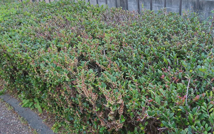 Geschnittene grüne Hecke entlang eines Weges vor einem Metallgeländer