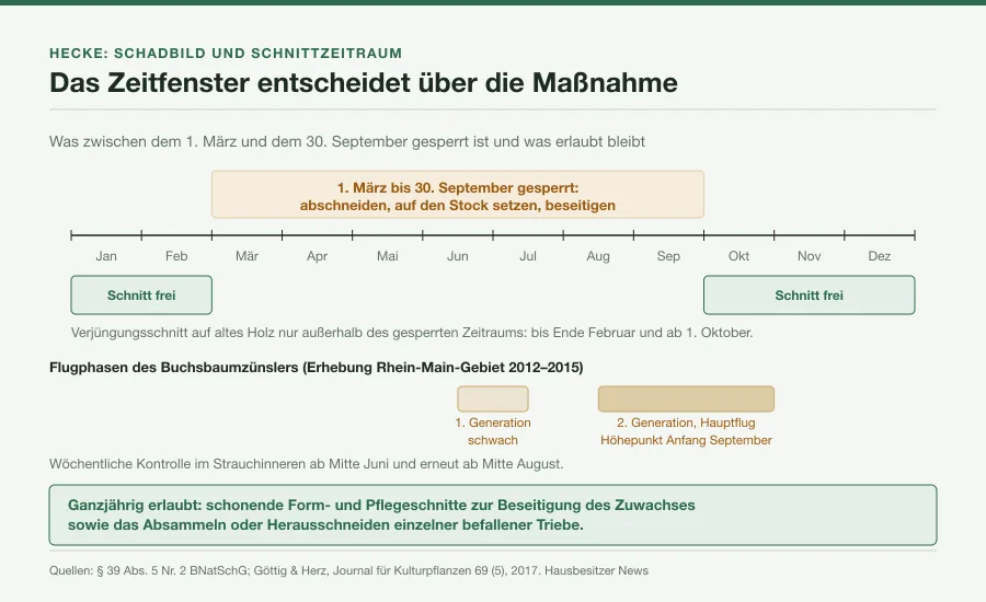 Jahresachse von Januar bis Dezember mit dem gesperrten Zeitraum 1. März bis 30. September, den beiden Flugphasen des Buchsbaumzünslers und dem Zeitfenster für Verjüngungsschnitte