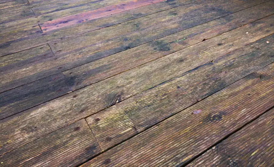 Verwitterte Holzdielen einer Terrasse mit grünem Algenbelag