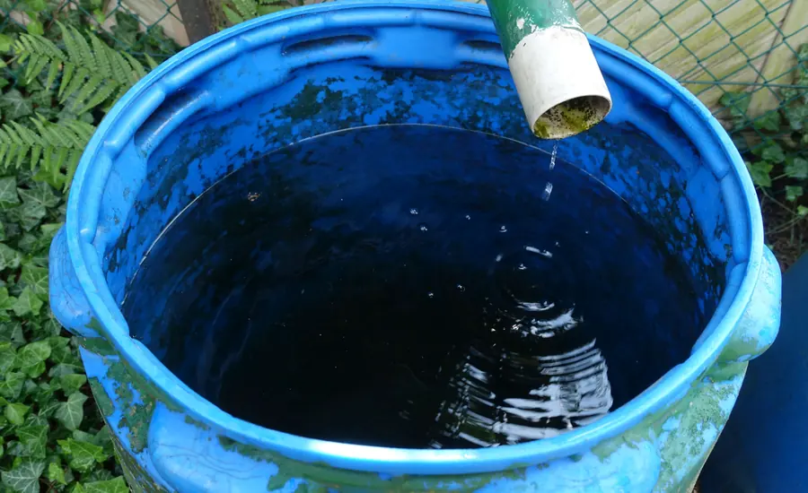 Blaue Regentonne, in die Wasser aus einem Fallrohr läuft