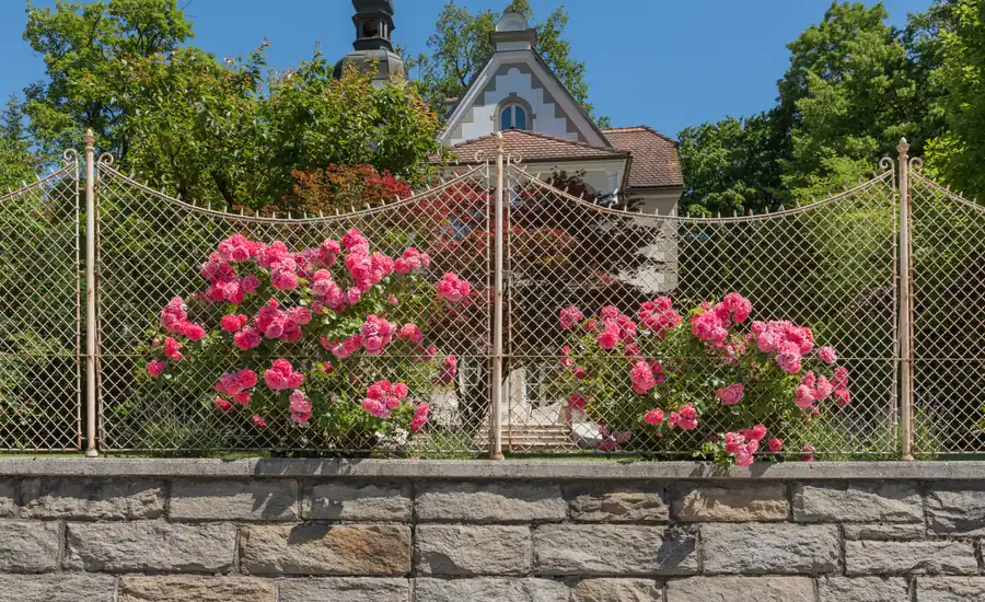 Rosa blühende Rosen an einem Maschendrahtzaun auf einer Natursteinmauer