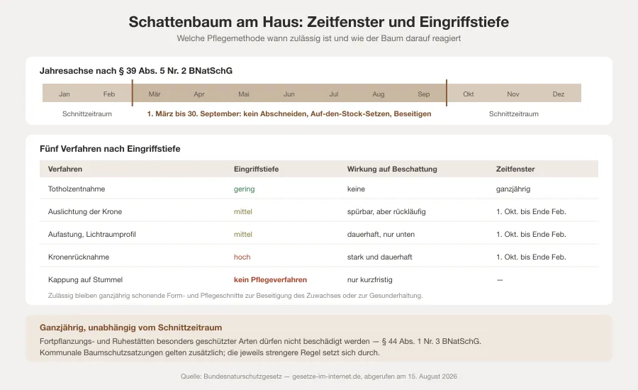Jahresachse mit dem Schnittverbot vom 1. März bis 30. September und einer Gegenüberstellung von fünf Pflegemethoden nach Eingriffstiefe, Wirkung auf die Beschattung und nötigem Folgetermin