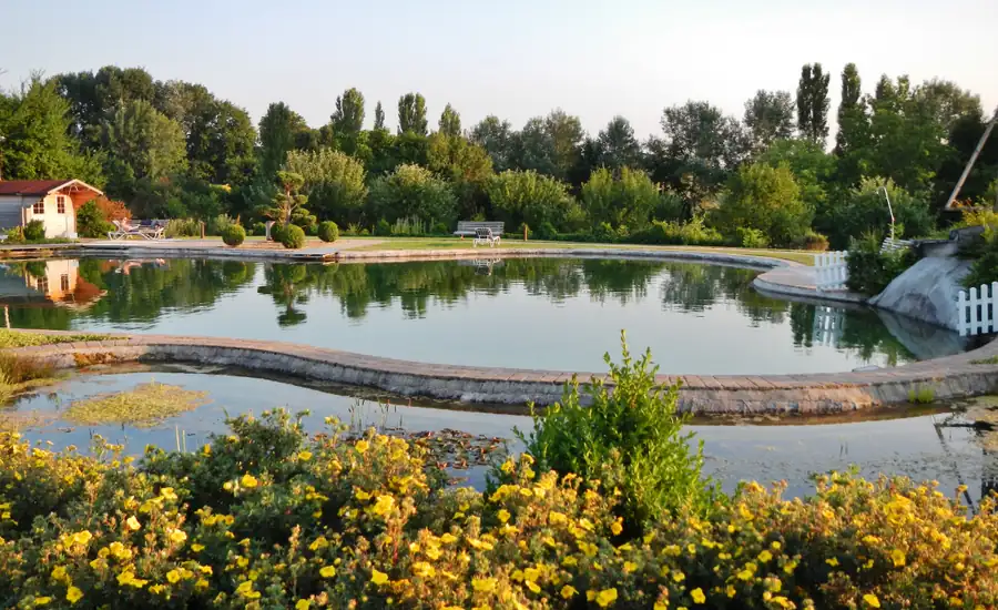 Schwimmteich mit bepflanzter Uferzone und blühenden gelben Stauden im Vordergrund