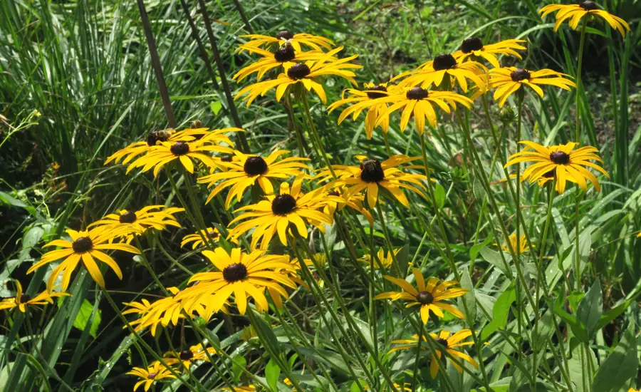 Gelb blühender Sonnenhut (Rudbeckia) in einem Staudenbeet
