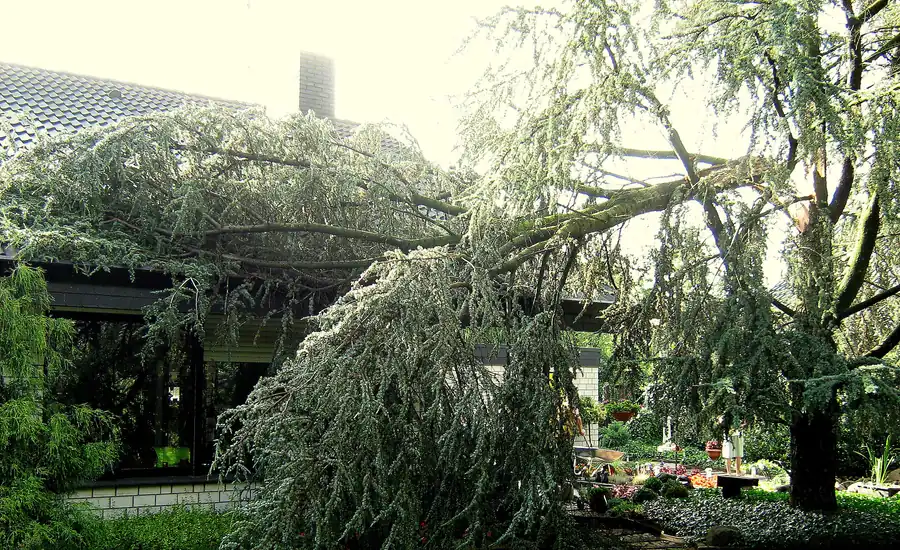Vom Sturm umgestürzter Baum, der auf ein Gebäude gefallen ist