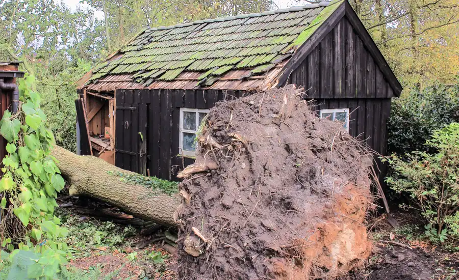 Entwurzelter Baum mit freigelegtem Wurzelteller neben einem hölzernen Gartenhaus