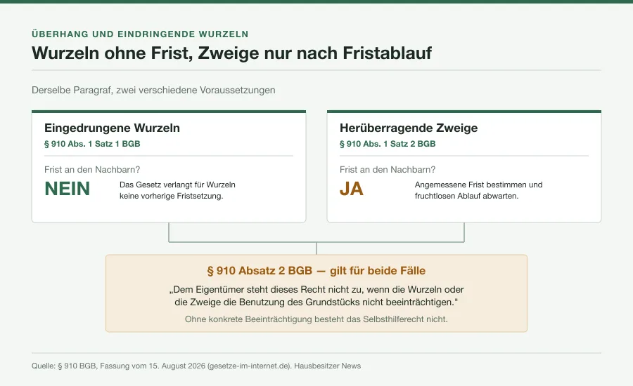 Entscheidungsbaum, der Zweige und Wurzeln nach § 910 BGB in zwei Pfade trennt: Fristsetzung nur beim Überhang, Beeinträchtigungsprüfung nach Absatz 2 für beide Fälle