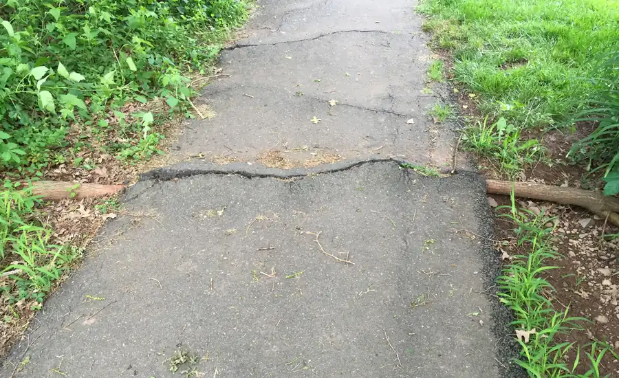 Von einer Baumwurzel angehobener und aufgerissener Asphaltweg zwischen Grünflächen